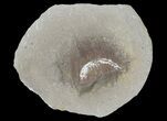 Unidentified Fossil Shrimp (Pos/Neg) - Mazon Creek #70626-2